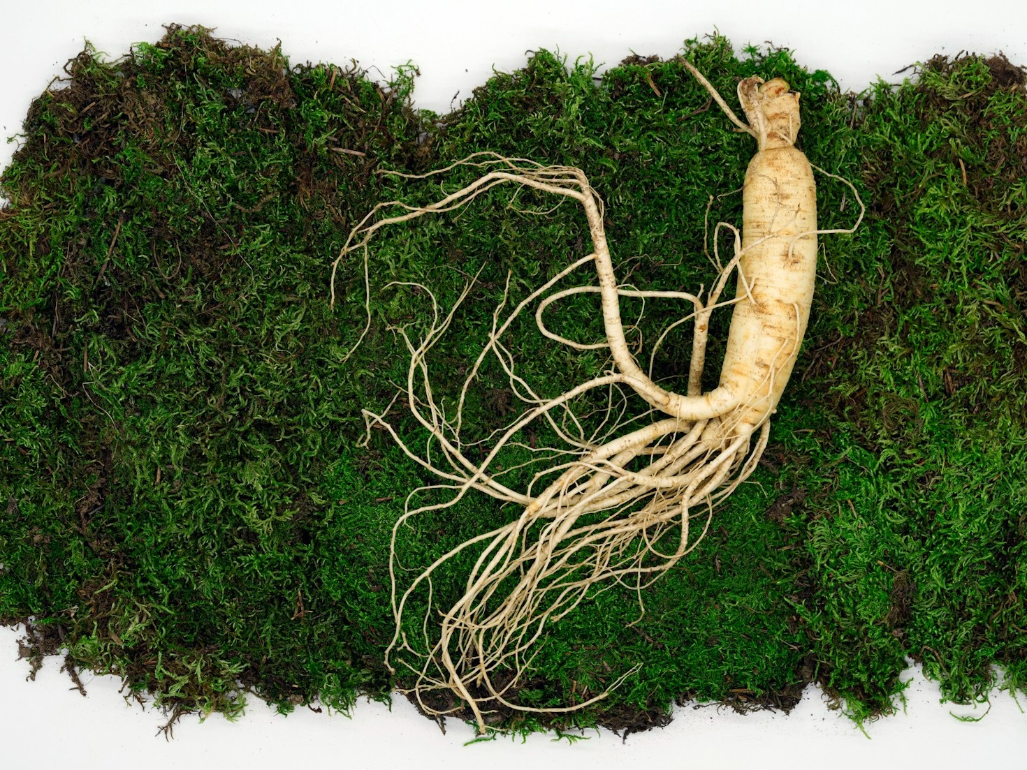 Ginseng ApS: En partner i vidensdeling og kvalitet
